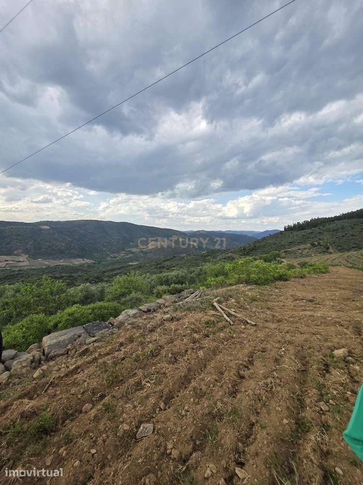 Quinta dos Cantos — Propriedade com vinha, olival e potencial agrícola - Grande imagem: 4/6