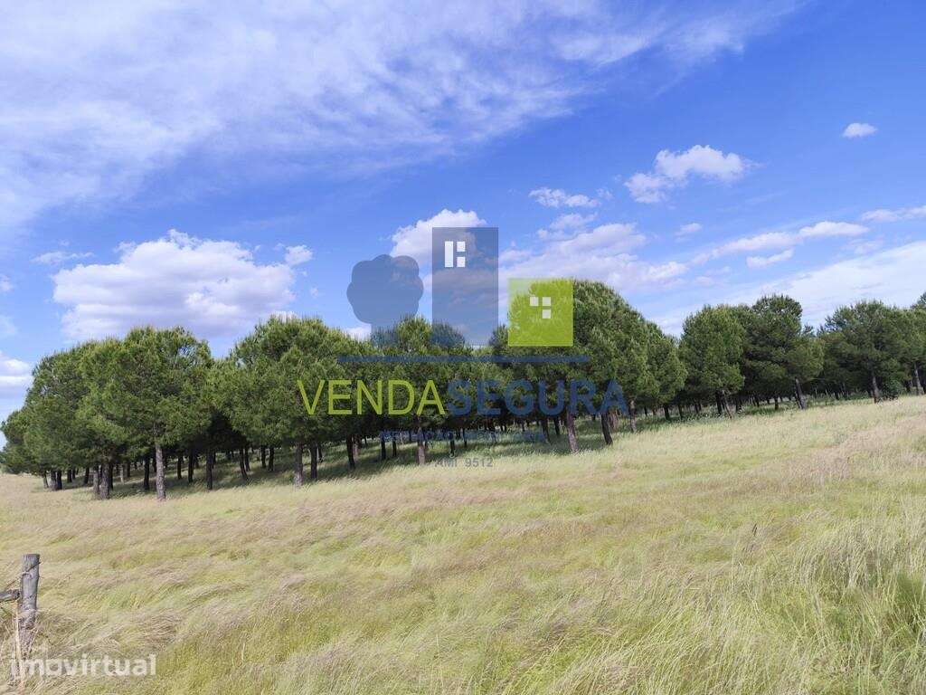 Terreno Rústico 10,6875 Ha |Amareleja - Grande imagem: 3/5