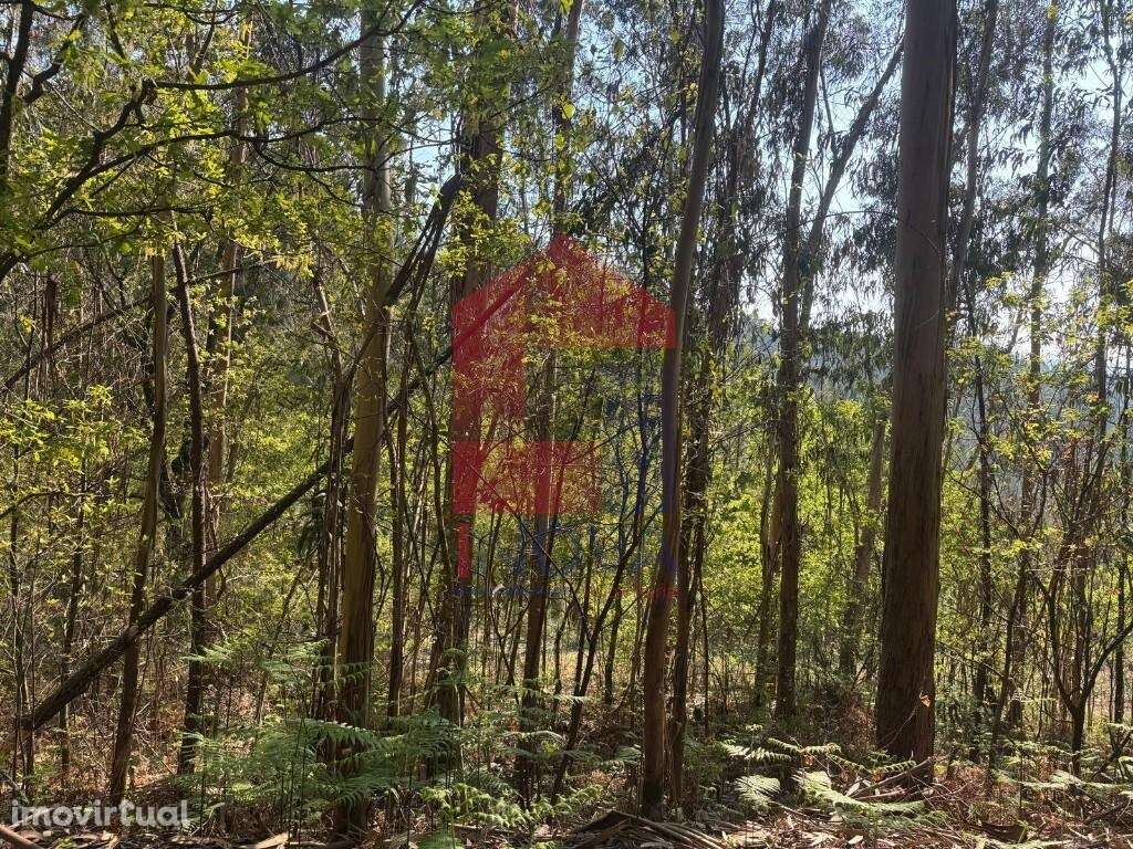 Terreno florestal, Vila Verde - Grande imagem: 5/21