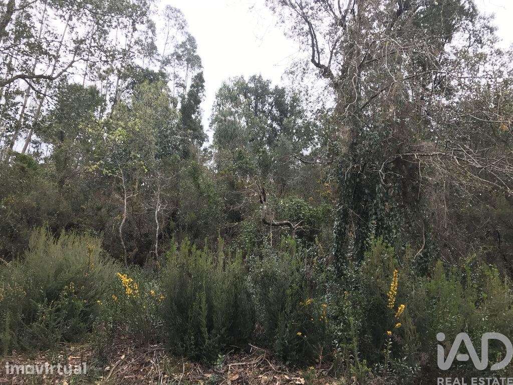 Terreno em Santiago e São Simão de Litém e Albergaria dos Doze de 840, - Grande imagem: 5/24