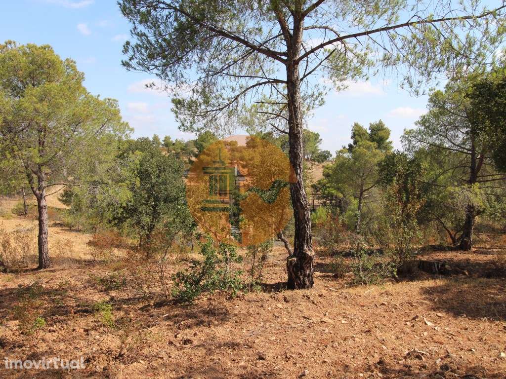 TERRENO COM 113.000 M2 - COM ÁGUA - ELETRICIDADE - ESTUFAS - PARA C... - Grande imagem: 5/18