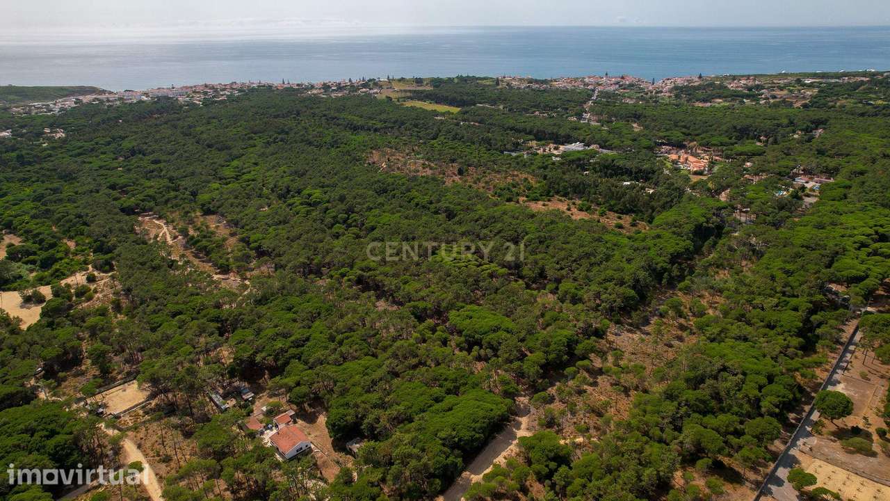 Terreno rústico de pinheiros perto das praia de Sintra - Grande imagem: 2/12