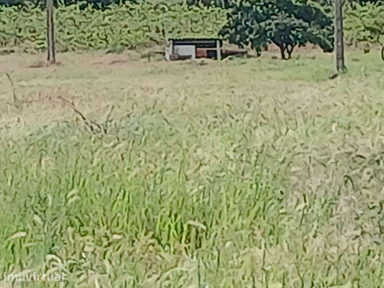 Terreno Rustico 11 500m2 com poço e bomba para regadio Reguengos de Mo - Grande imagem: 5/9