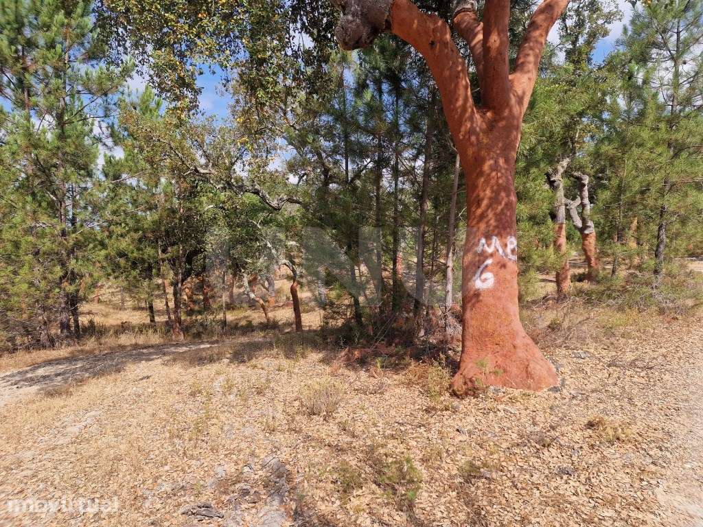 Terreno 14 HECTARES COM SOBREIROS E PINHEIROS - Grande imagem: 2/27