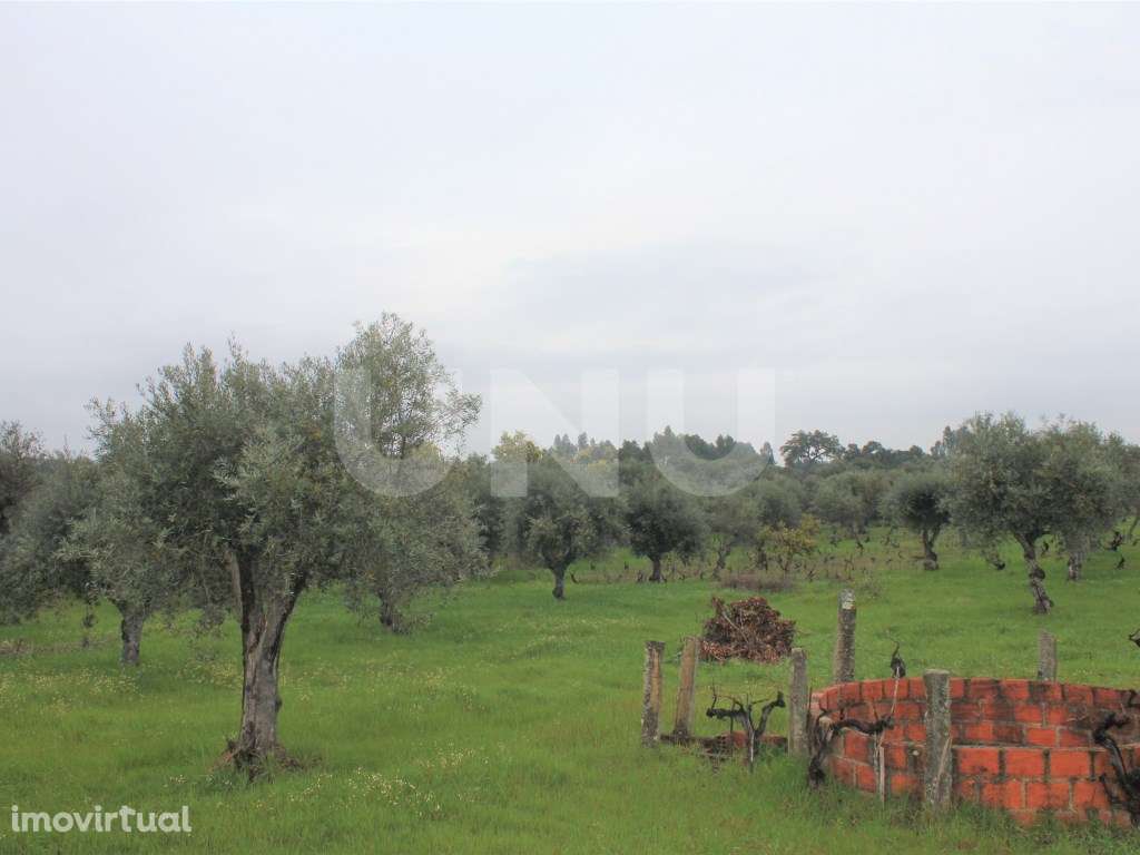 Terreno Rústico para Venda em Escalos de Cima. - Grande imagem: 4/14