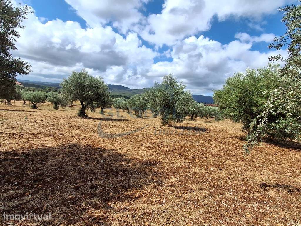 Terreno Exclusivo com Vista Serra | 4.040 m² | 1.850 m² Urbanos | C... - Grande imagem: 4/14