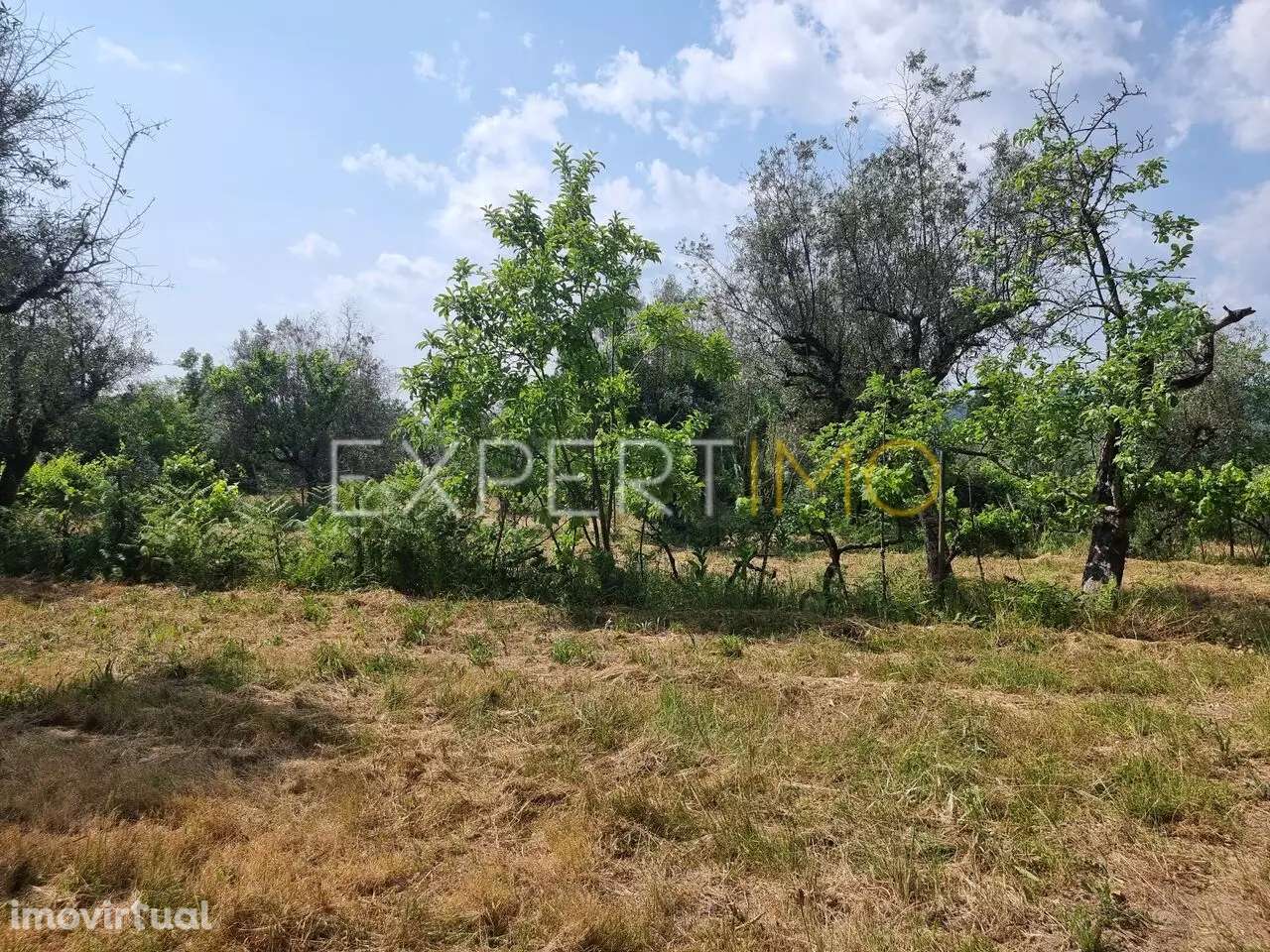 Quinta a 2 quilómetros do Rio Mondego - Tábua - Grande imagem: 3/17