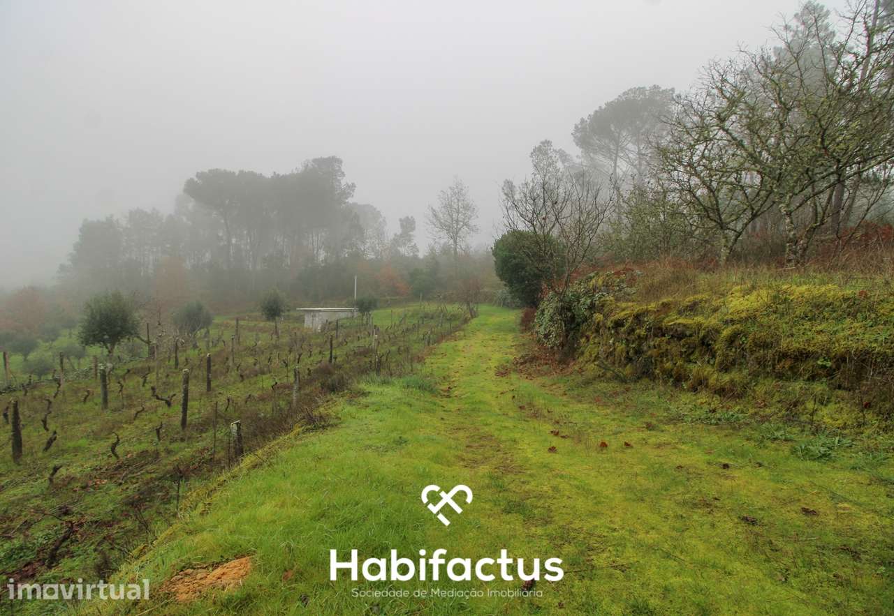 Quintinha  Venda em Fornos de Maceira Dão,Mangualde - Grande imagem: 3/25