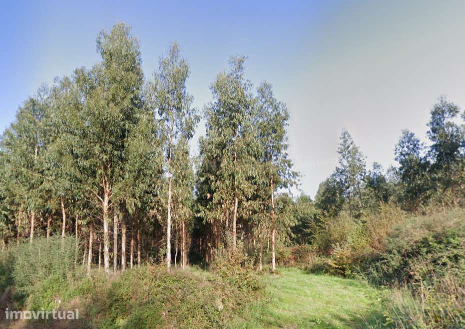 Terreno florestal com área total de 5.400m2 em Alheira - Barcelos - Grande imagem: 4/5