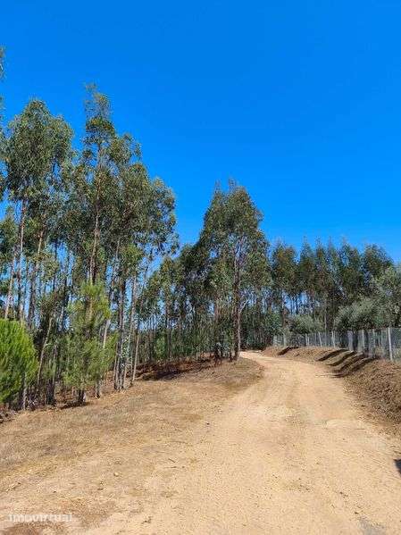 Terreno Rústico com 5.551 m² em Ázere e Covelo (Tábua) – 5.500 € - Grande imagem: 4/12