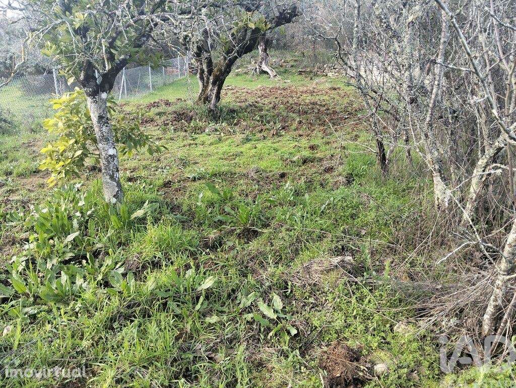 Terreno Agrícola em Chãos - Grande imagem: 5/16