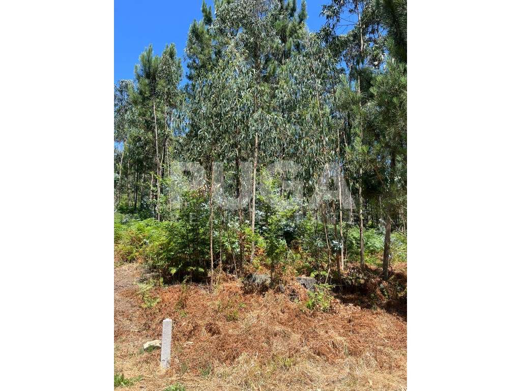 Oportunidade única em Vila Maior - Terreno com 1824 m2 e óptima loc... - Grande imagem: 4/5