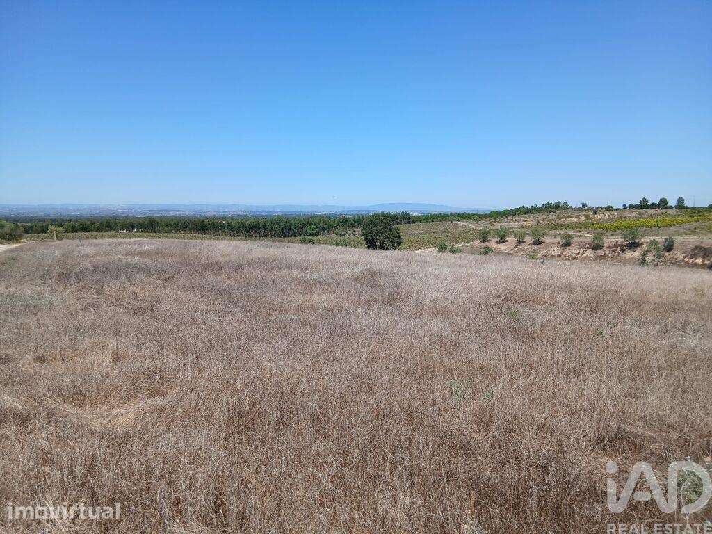 Terreno Agrícola em Alpiarça - Grande imagem: 4/4