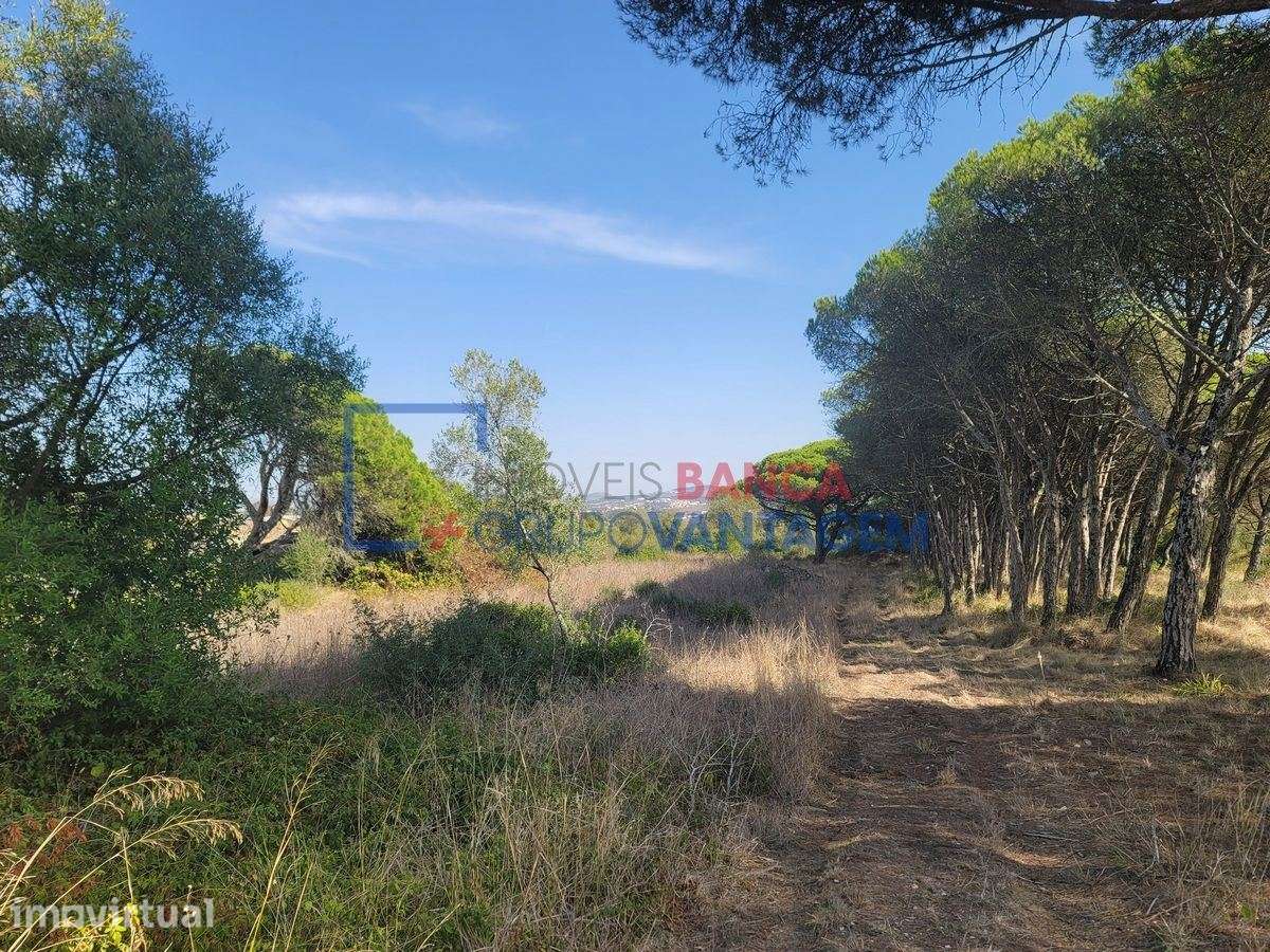 TERRENO RUSTICO 24040 m2  - TERRUGEM