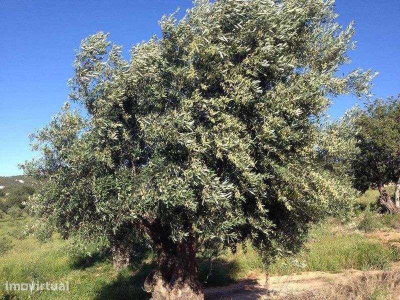 Arrendo Olival +6 Hectares - Faro - Grande imagem: 4/8