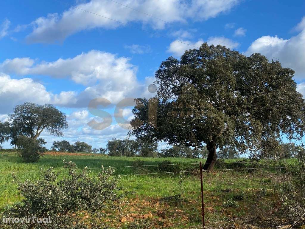 Terreno rustico com plantação de sobreiros seniores | 9,525 Hectare... - Grande imagem: 3/38