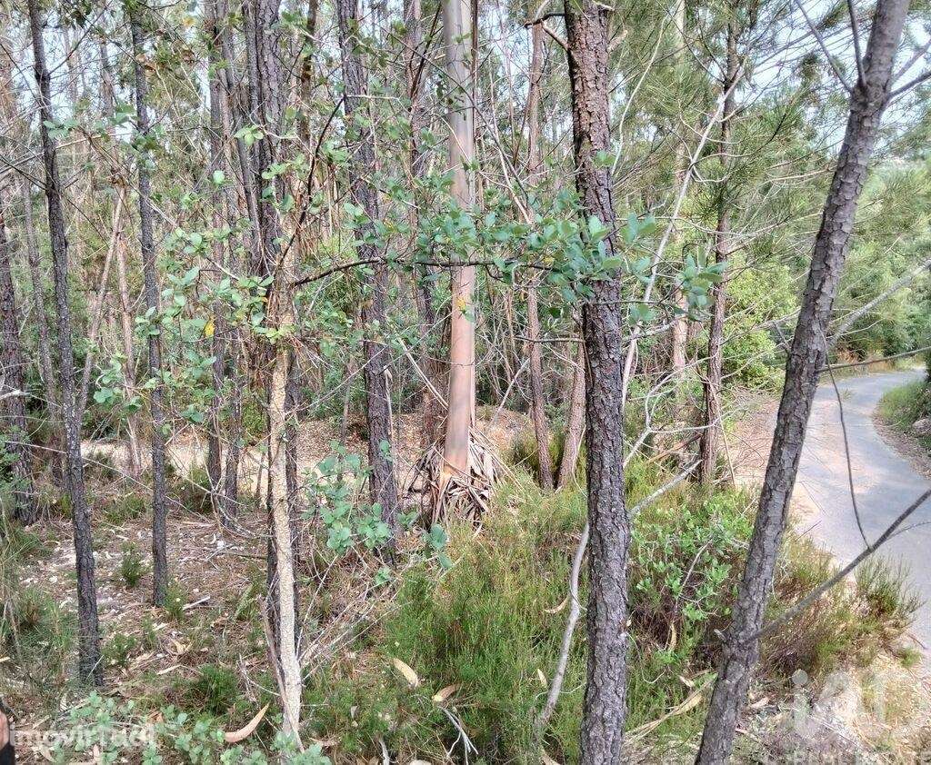Terreno em Chãos de 1480,00 m2 - Grande imagem: 5/23