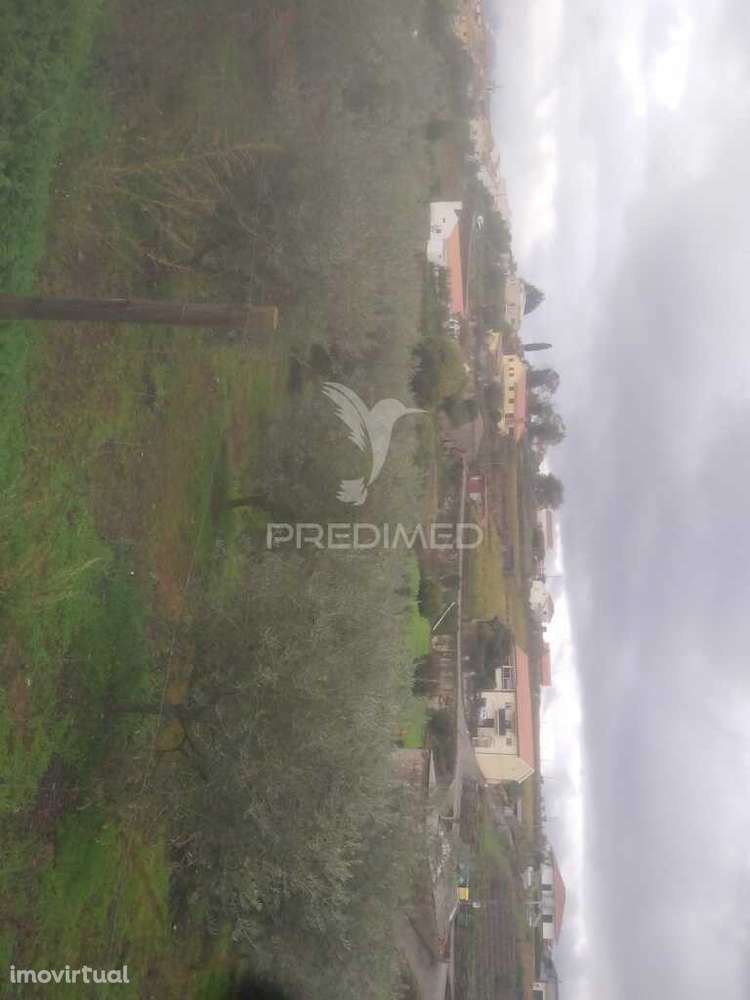 Terreno/Olival com Viabilidade de Construção - Grande imagem: 4/20