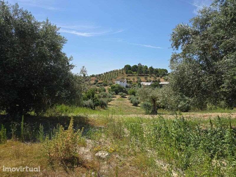 Terreno com casa para recuperar - Grande imagem: 5/6