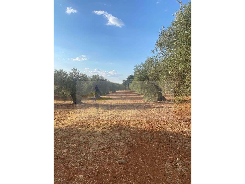Quintinha Agricola em Vila Nova de São Bento - Grande imagem: 5/24