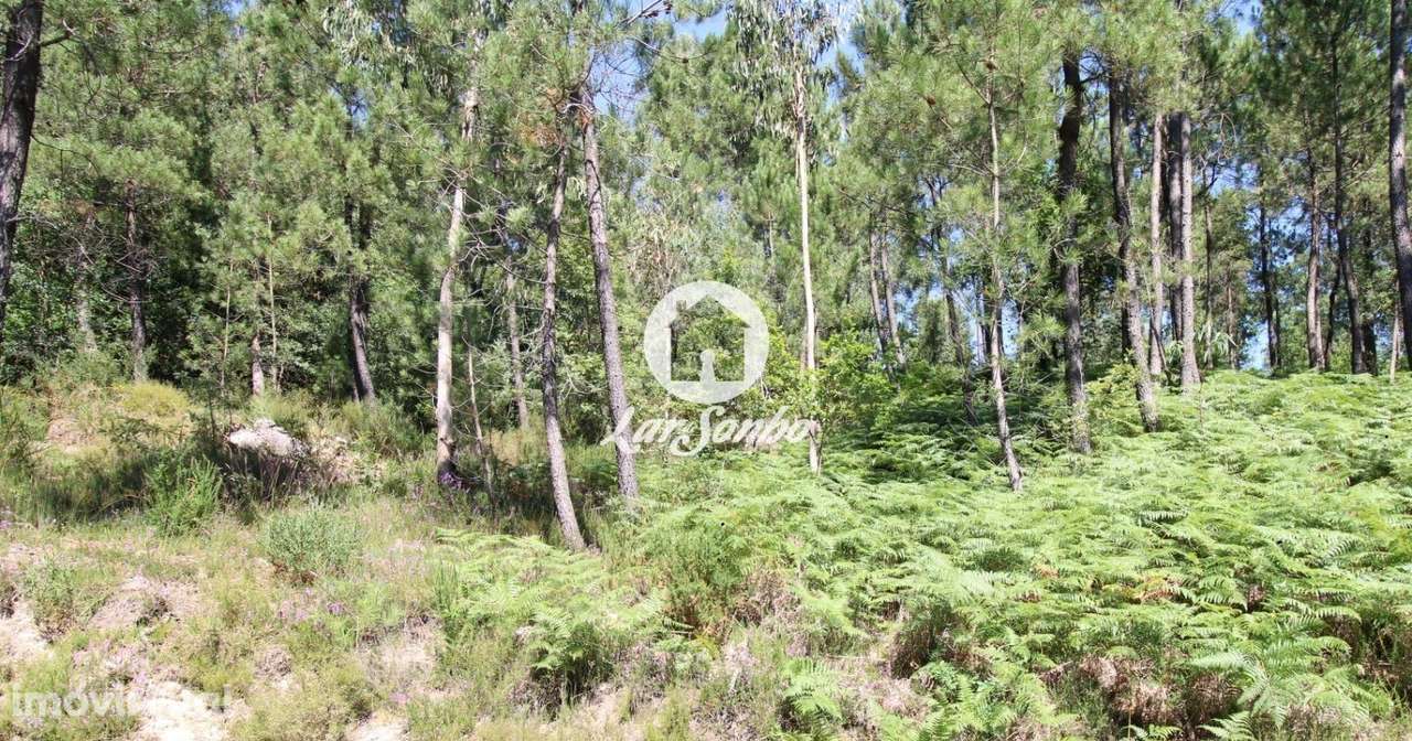 Terreno rustico com 1.200m2 em Terras do Bouro - Grande imagem: 2/4