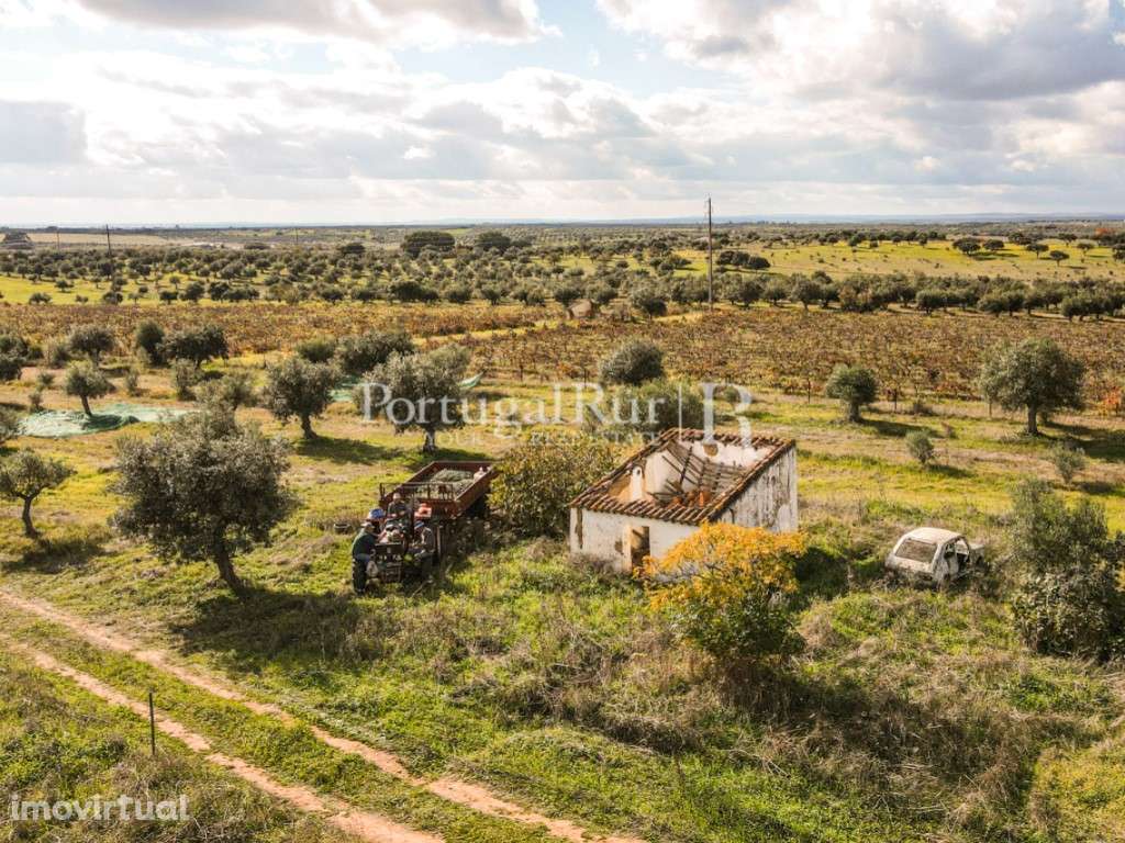 Terreno de 7,5ha com olival e ruína - Grande imagem: 4/17