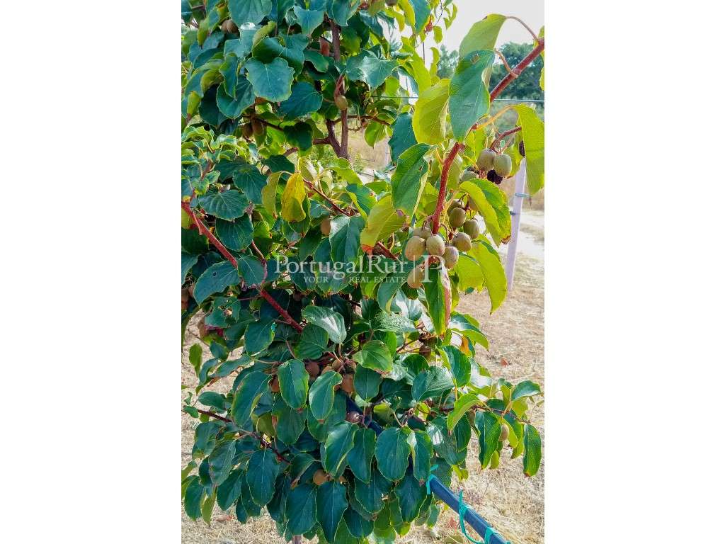 Quinta de produção biológica com 5 ha em São Vicente da Beira - Grande imagem: 4/7