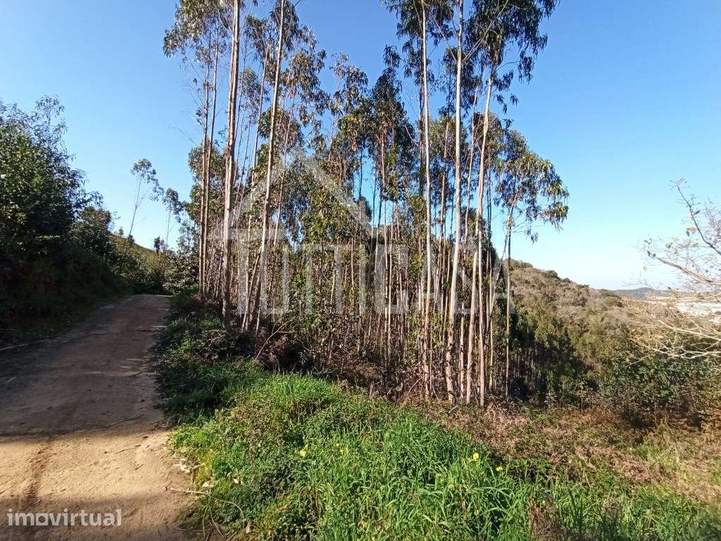 Terreno florestal na Malveira com 4hectares - Grande imagem: 5/10