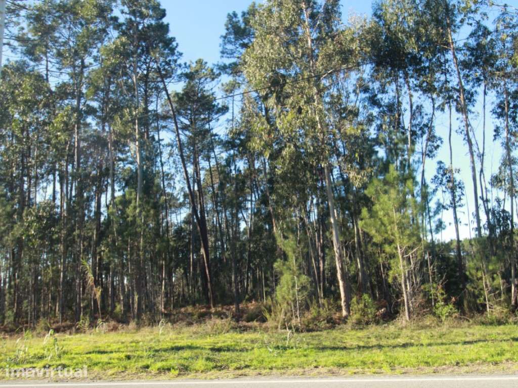 Terreno Rústico c/ 11000 m2 - Grande imagem: 5/5