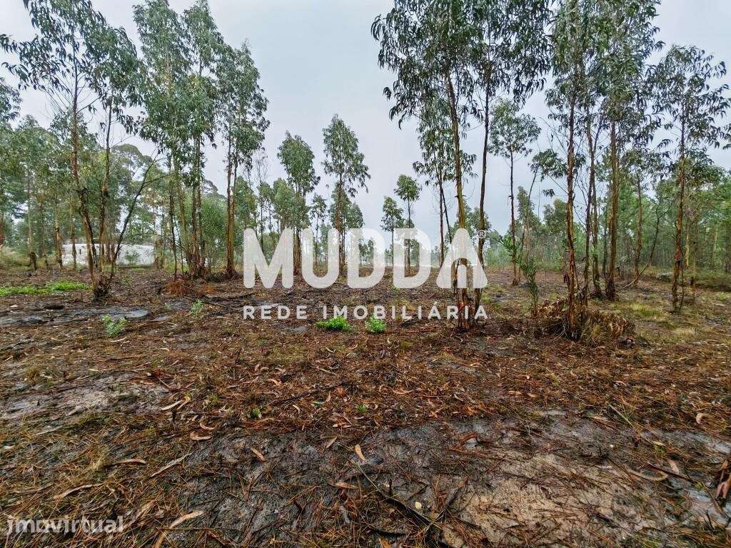 Terreno Industrial, A1 Saída Aveiro-Sul - Grande imagem: 3/5