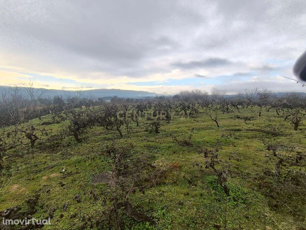 Terreno com vinha e poço - Perto da Zona Industrial de Chaves - Grande imagem: 3/12