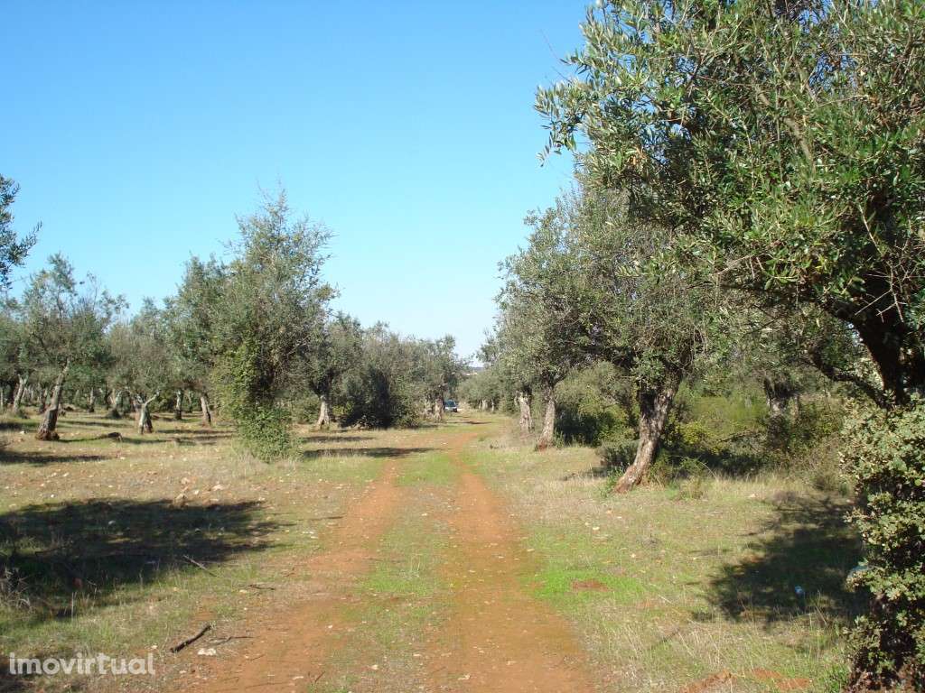 Terreno, 5.5 hectares, PIP aprovado com possibilidade construção ho... - Grande imagem: 5/15