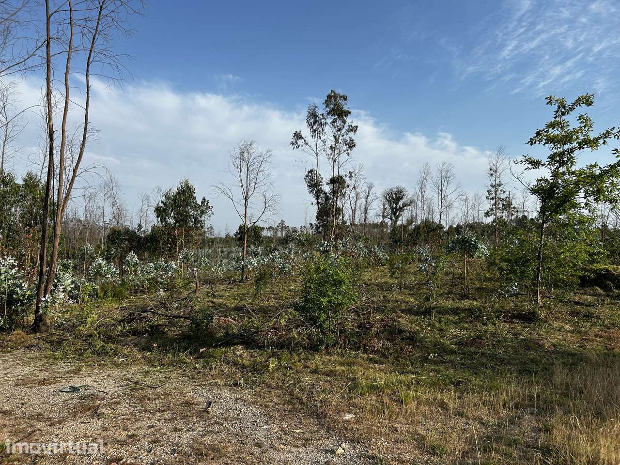 Terreno com potencial de construção - Macinhata do Vouga | Águeda - Grande imagem: 4/5