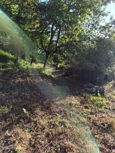 Terreno Rústico/Quintinha em Tondela - Grande imagem: 4/10