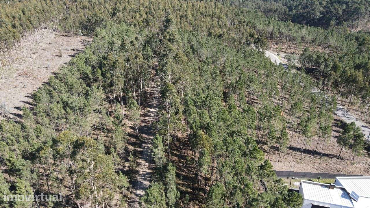 Terreno Florestal - Grande imagem: 2/6