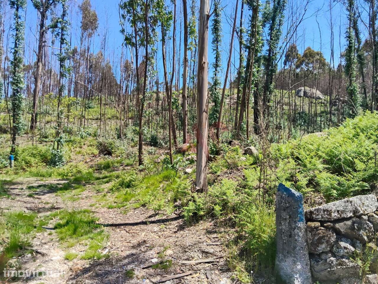 Terreno Rústico com 19.105,96 m² em Seidões, Fafe - Grande imagem: 4/6