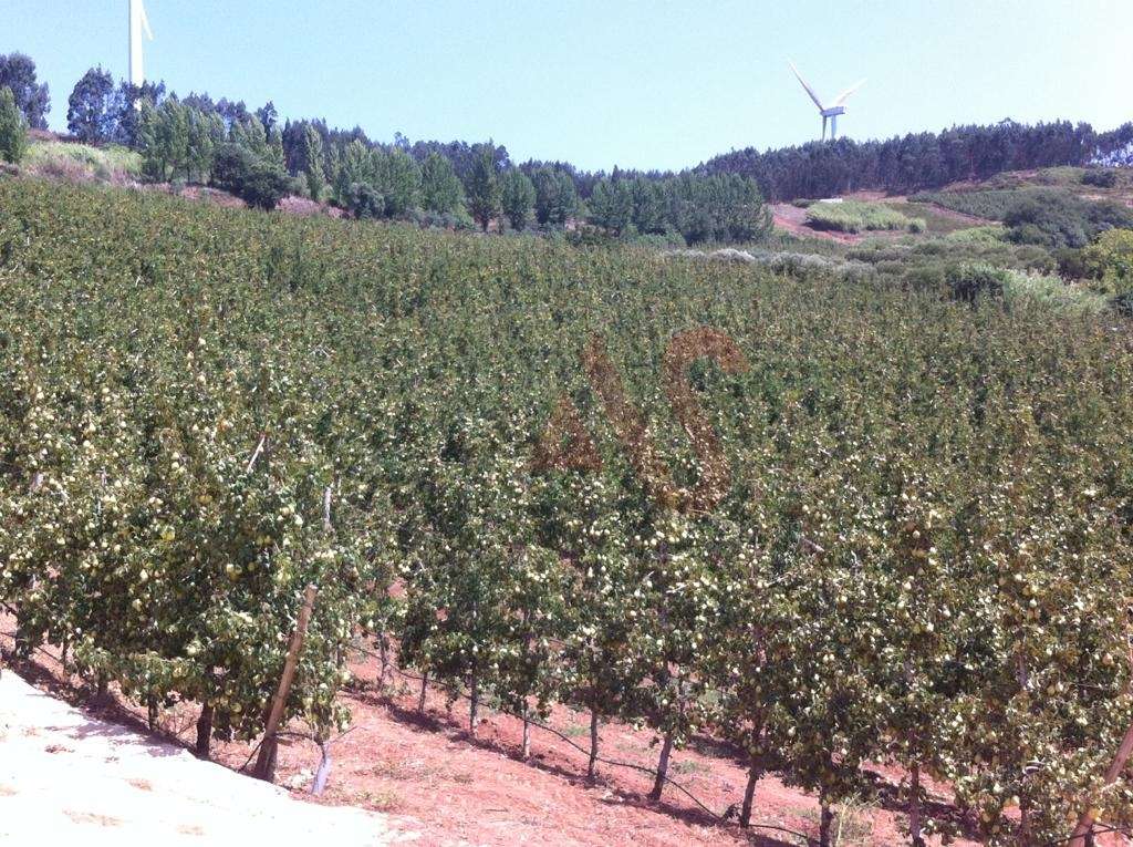 Quinta com 10 hectares em Alguber, Cadaval - Grande imagem: 5/15