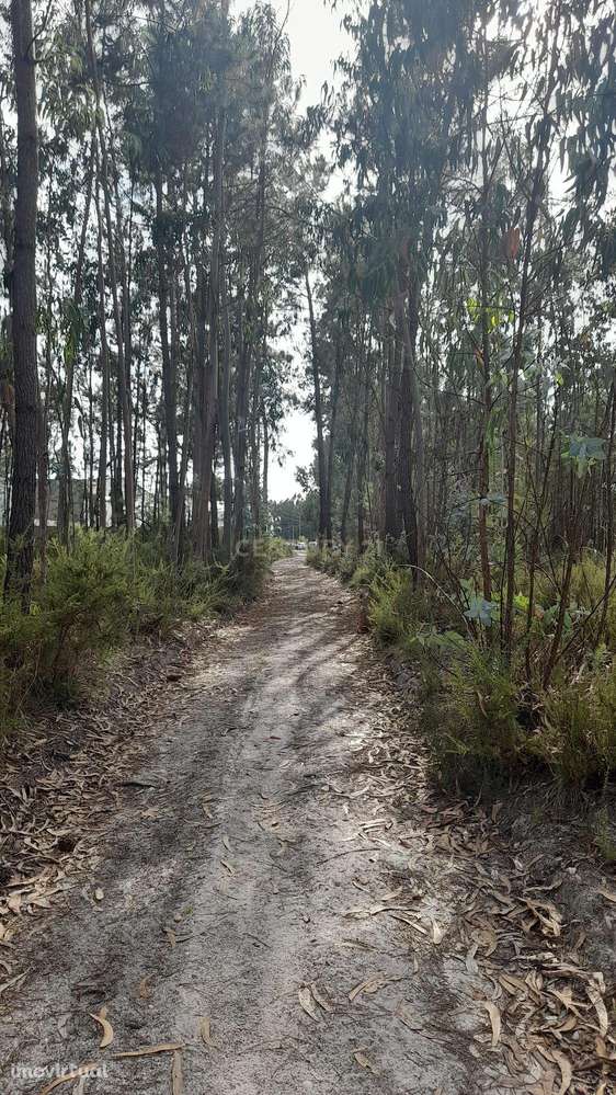 Terreno Rústico em Casal Galego - Grande imagem: 3/5