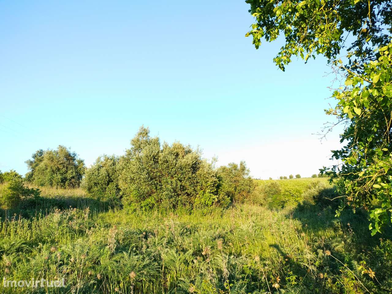 Terreno Rústico Alcanhões - Grande imagem: 3/7