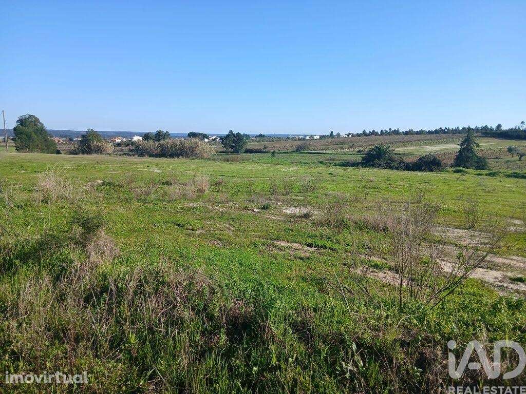Terreno Agrícola em Almeirim - Grande imagem: 2/5