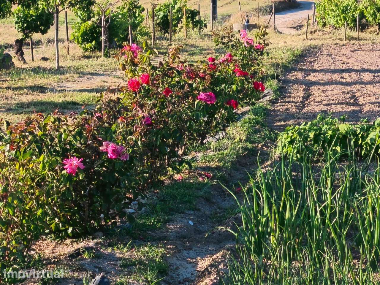 Terreno rustico em Peraboa - Grande imagem: 3/16