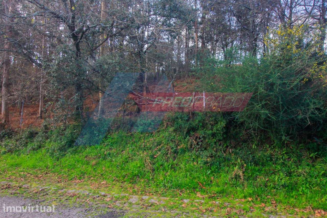 Terreno florestal com 4500m2! - Grande imagem: 3/6