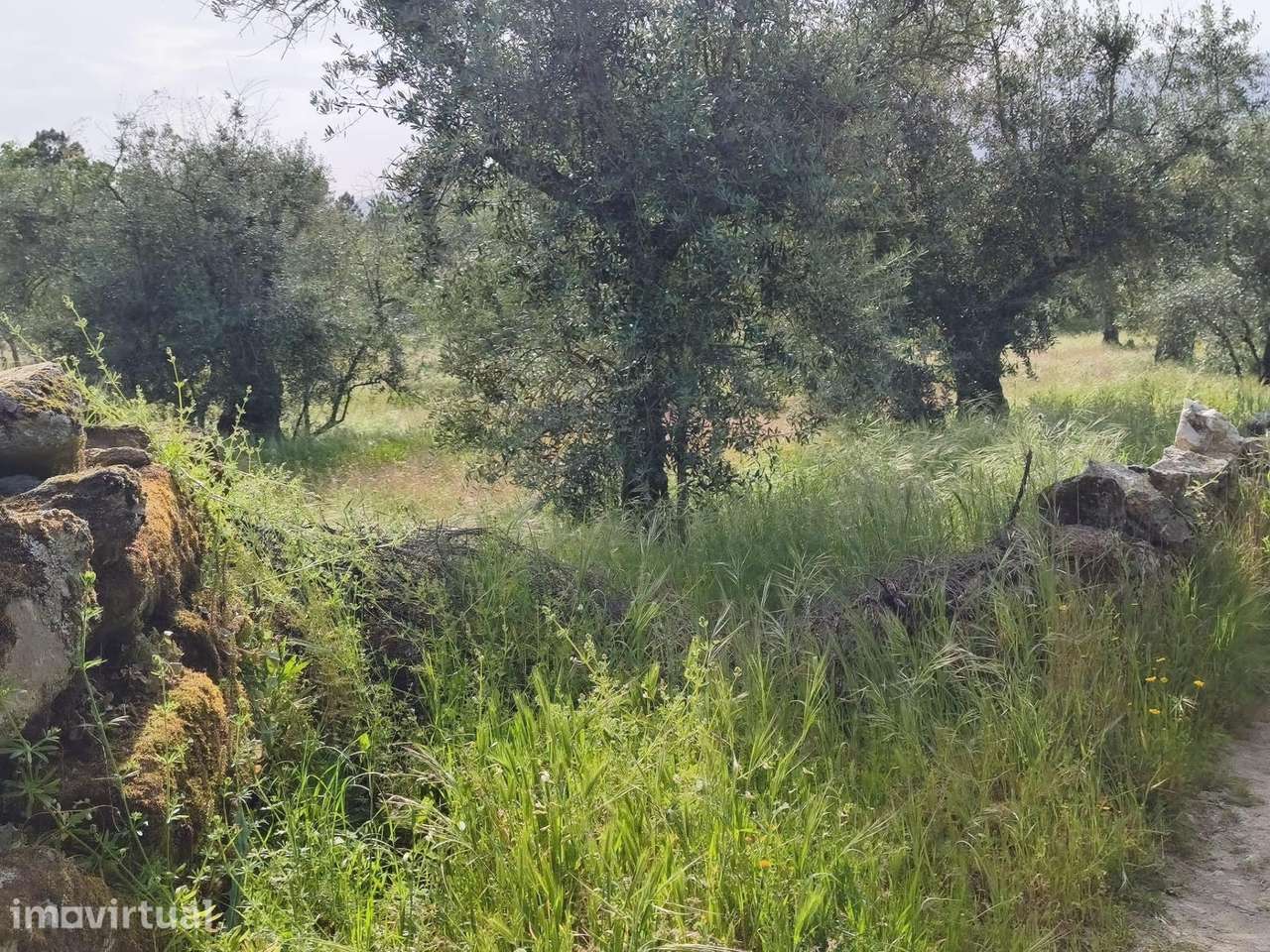 Terreno rustico em castanheira de baixo Peraboa - Grande imagem: 4/17