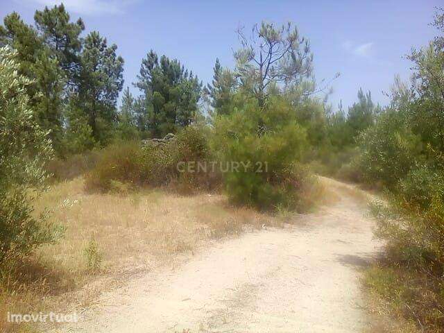 Terreno Rústico, Salgueiro do Campo - Grande imagem: 4/7