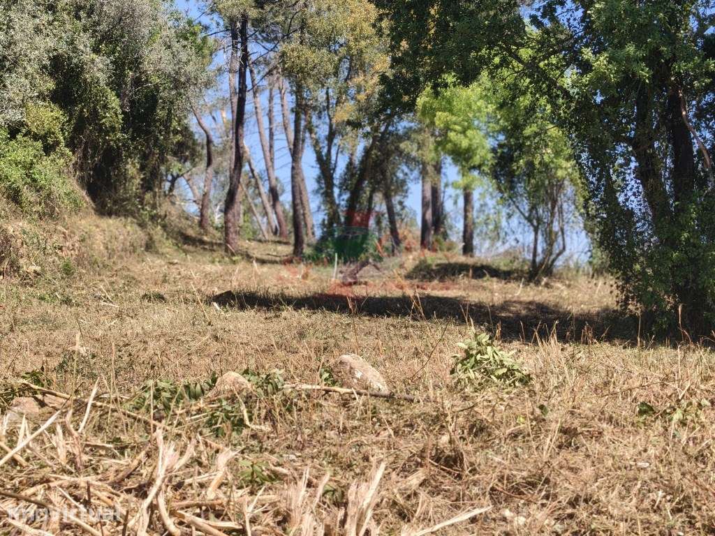 Terreno - Carvalhais - Grande imagem: 2/12