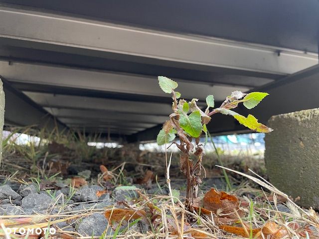 Zabudowa plandeka  FIRANKA / DŁ. 7,2 M / KŁONICE - 6