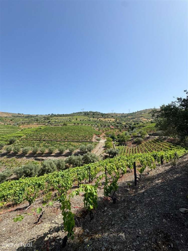 Quinta, Douro - Grande imagem: 2/2