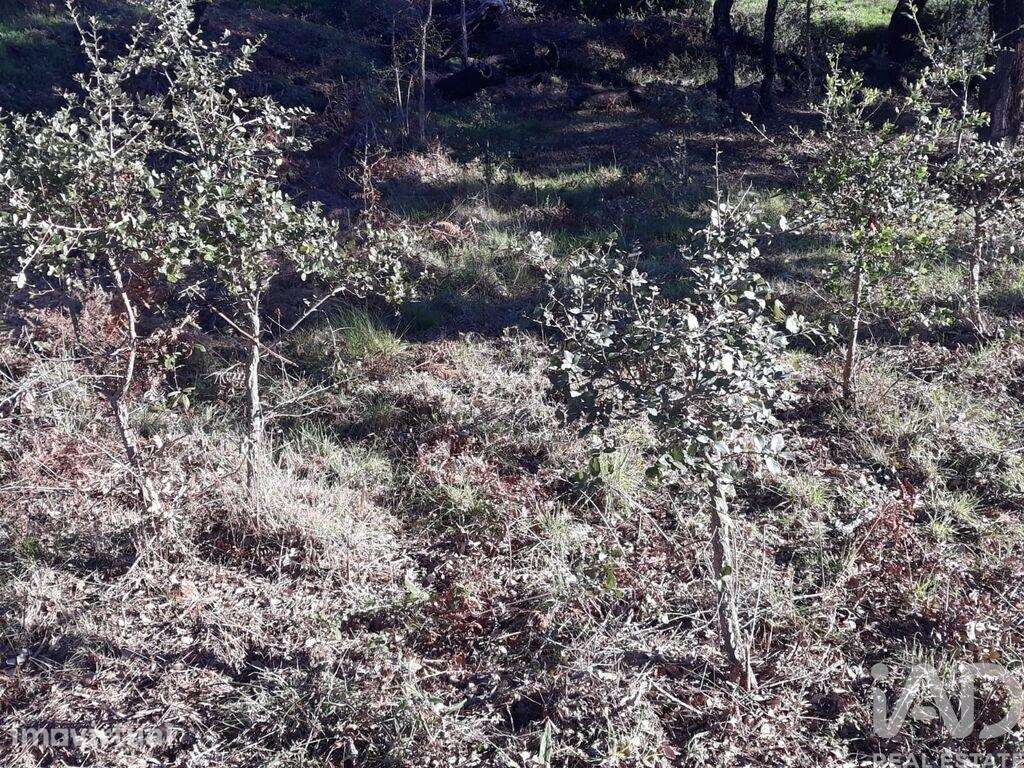 Terreno Agrícola em Monchique - Grande imagem: 2/3