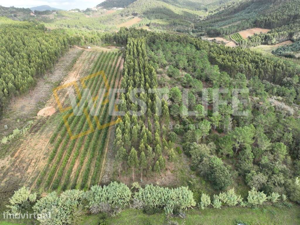 Terreno Agrícola de 8875m2 - Excelente exposição solar - Sobral da ... - Grande imagem: 2/19