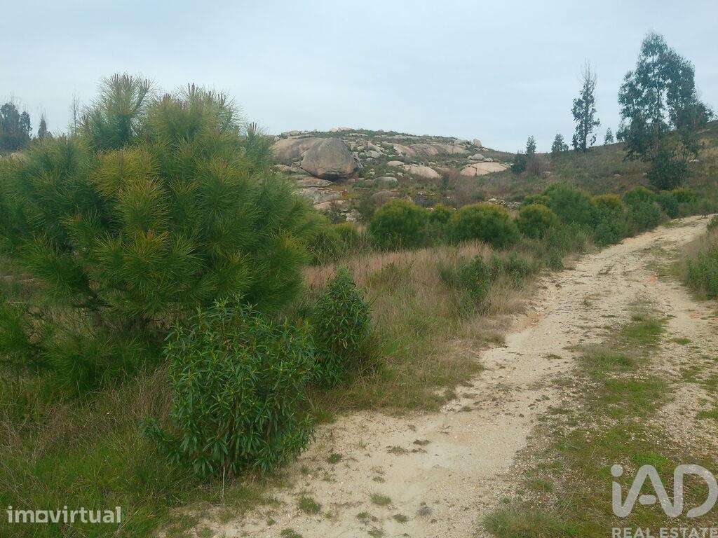 Terreno em Seixo da Beira de 16000,00 m2 - Grande imagem: 4/26